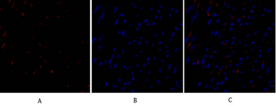 意大利贵宾会-贵宾会官方网站入口