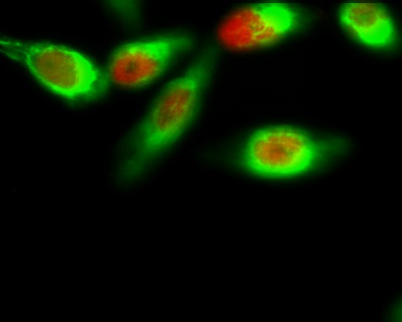 意大利贵宾会-贵宾会官方网站入口